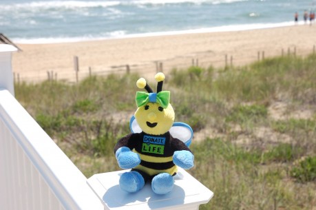 Honey Bee in OBX[1]